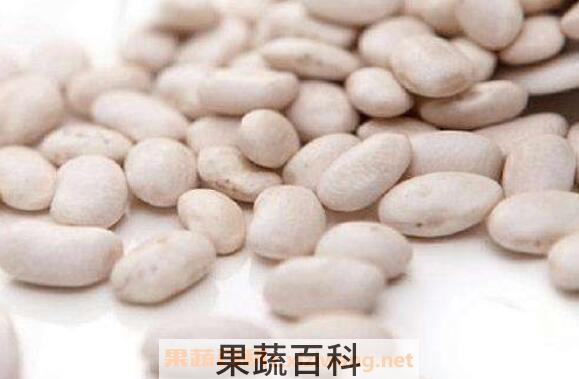 白芸豆的副作用和禁忌