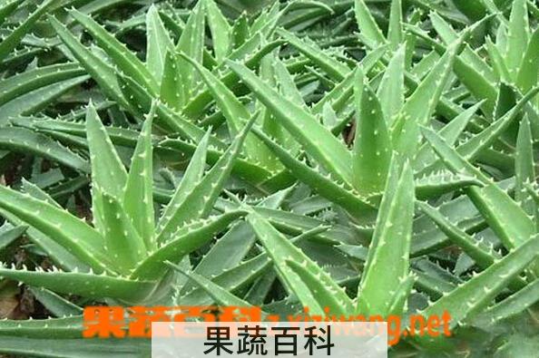 果蔬百科芦荟皮