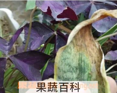 果蔬百科金边虎皮兰