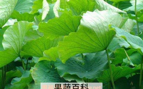 荷叶梗的功效与作用及食用方法 荷叶梗有什么功效