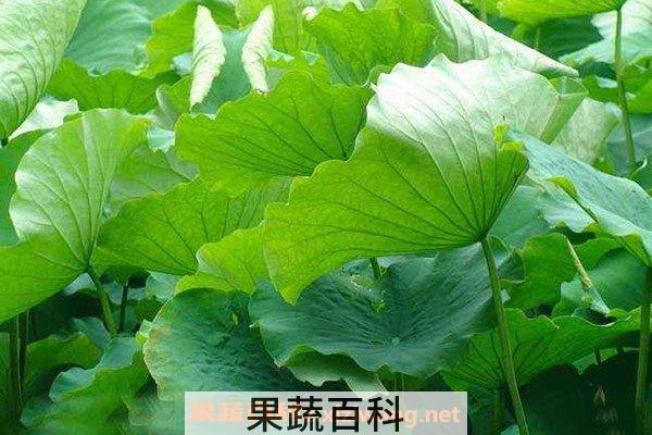 荷叶梗