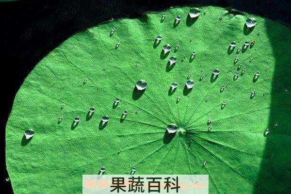 荷叶梗