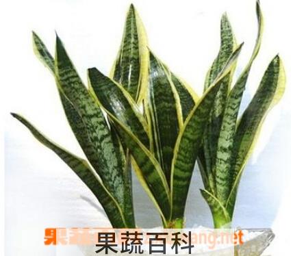 果蔬百科金边虎皮兰