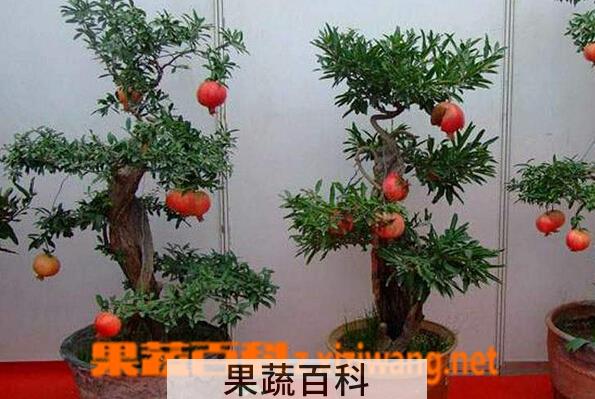 果蔬百科盆栽石榴