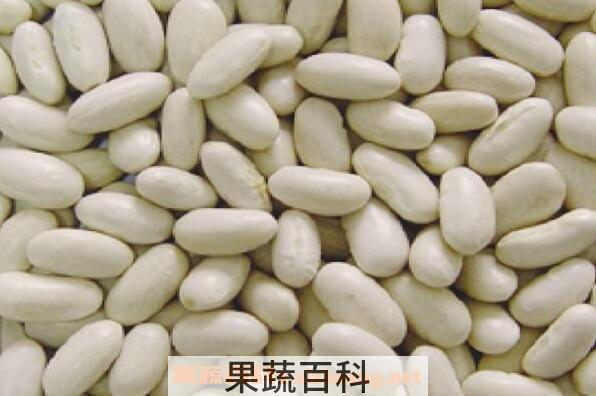 白芸豆怎么吃 白芸豆的做法大全