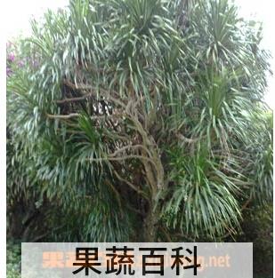 果蔬百科龙血树