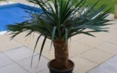 香龙血树图片和养殖方法大全 香龙血树多少钱一盆