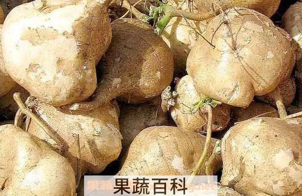 沙葛的功效与作用 沙葛的副作用