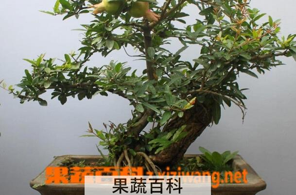果蔬百科盆栽石榴树