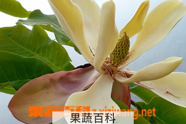 果蔬百科厚朴花