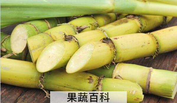 甘蔗砍下来能保存多久