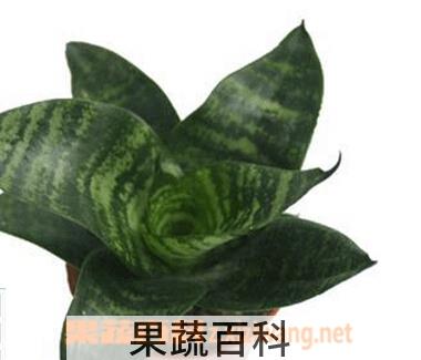 果蔬百科虎皮兰