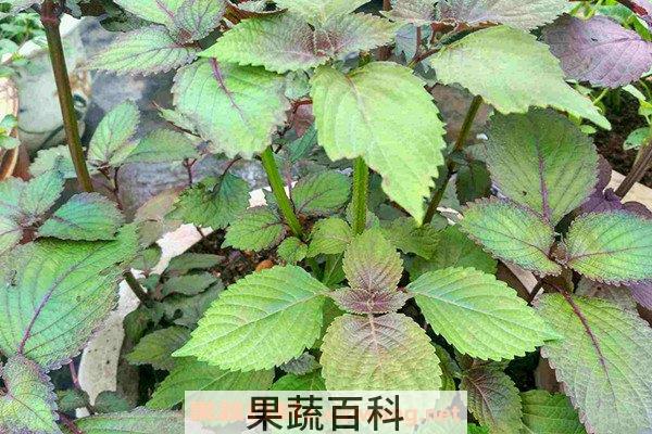 苏梗