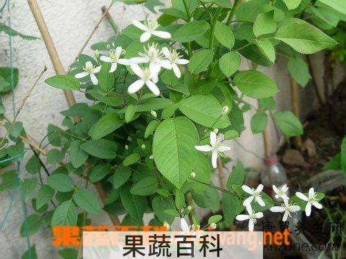 果蔬百科大花威灵仙
