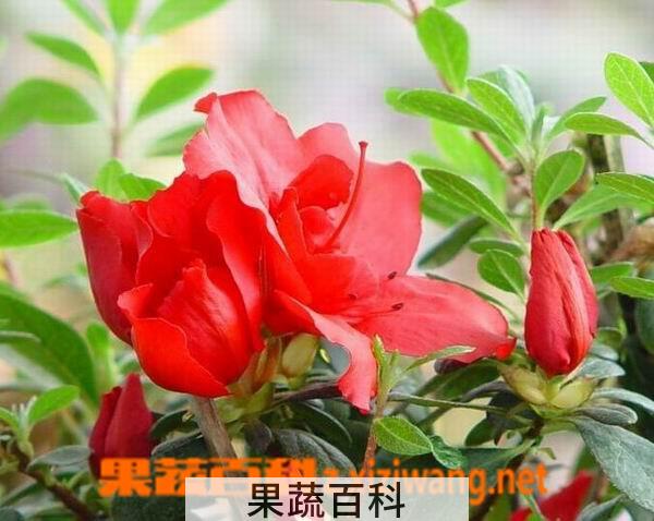 果蔬百科杜鹃花