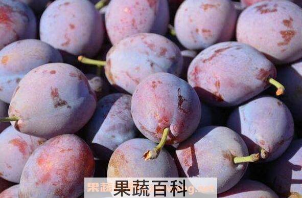 西梅的功效与作用 吃西梅的好处