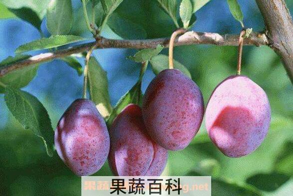 西梅的功效与作用 吃西梅的好处