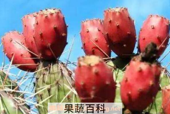 仙人掌果怎么吃 仙人掌果的吃法