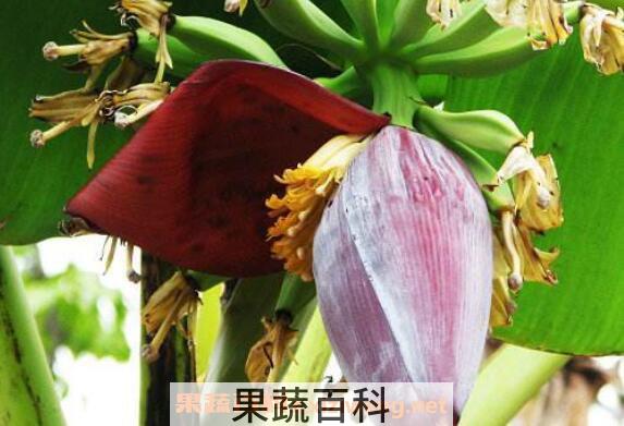 香蕉花的功效与作用 香蕉花怎么吃