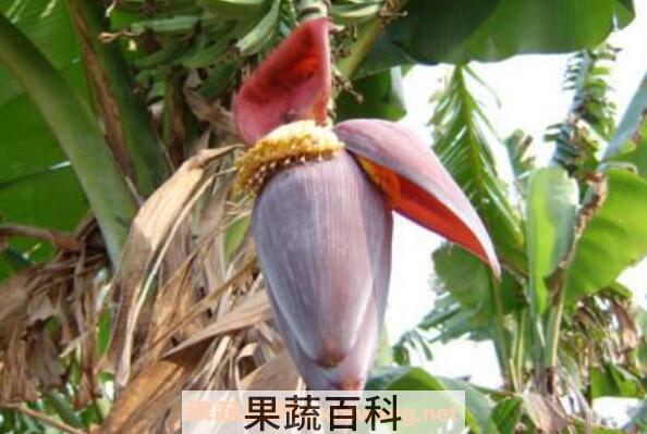 香蕉花的功效与作用 香蕉花怎么吃