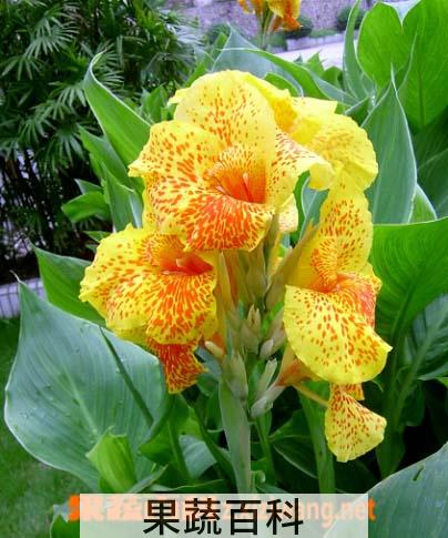 果蔬百科芙蓉葵