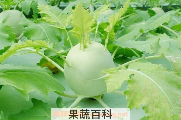 苤蓝