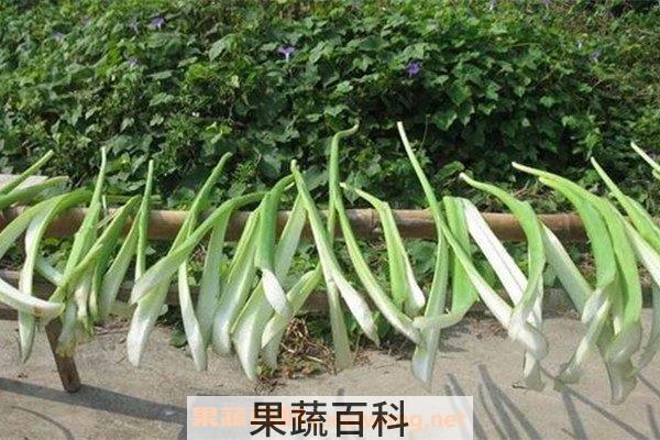 酸芋荷 