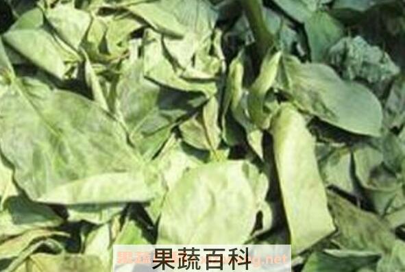 柿子叶泡水喝的功效与危害