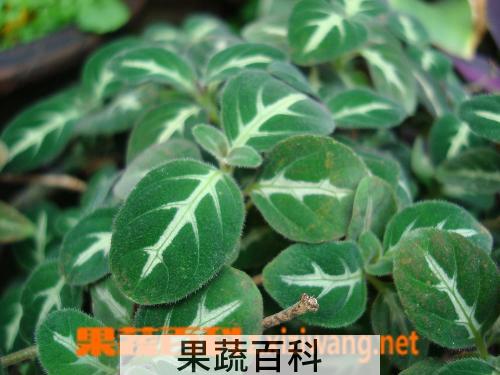 果蔬百科假龙头花