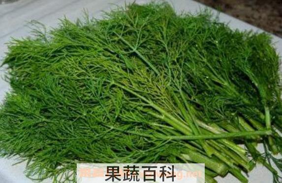  哪些人不适合吃茴香菜 吃茴香菜的坏处