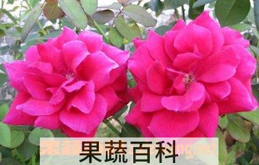 果蔬百科大花美人蕉