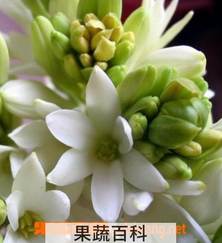 果蔬百科茑萝