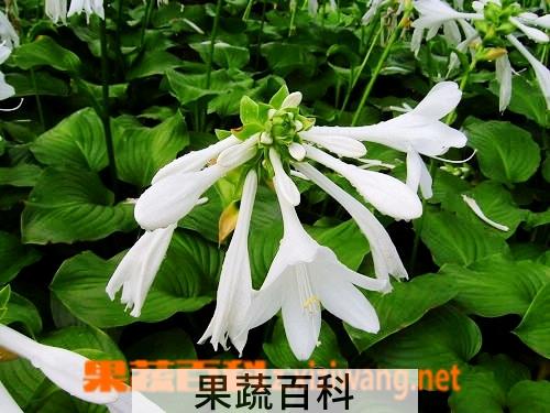 果蔬百科风铃草