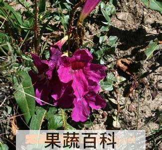 果蔬百科午时花