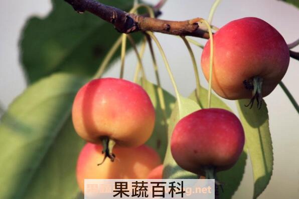 海棠果的功效与作用 海棠果怎么吃