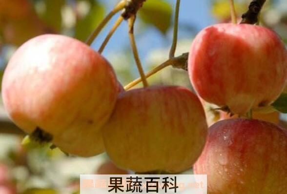 海棠果的功效与作用 海棠果怎么吃