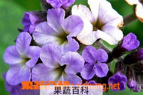 果蔬百科香水草