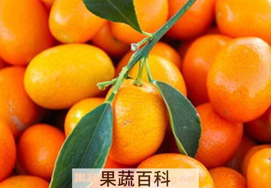 金钱橘泡酒功效与作用