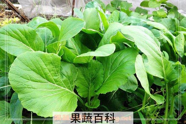 春菜头