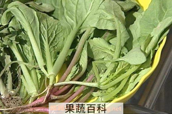 春菜头