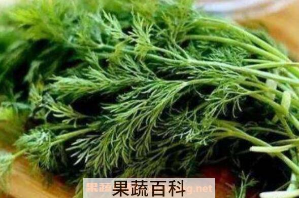 大茴香和小茴香的区别 茴香的功效与作用