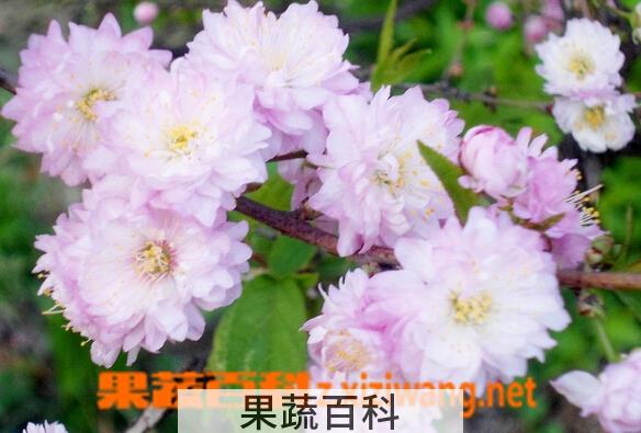 果蔬百科麦李