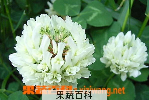 果蔬百科白车轴草