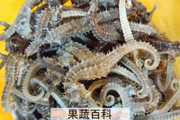 新鲜海马怎么吃 新鲜海马的吃法技巧教程