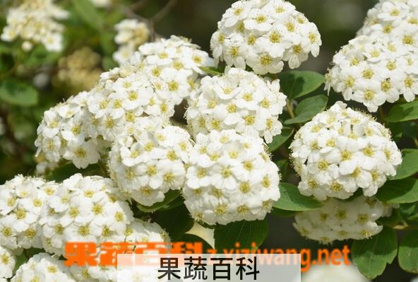 果蔬百科麻叶绣线菊