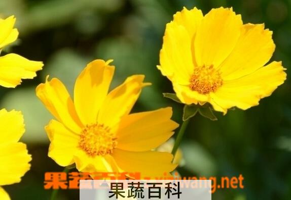 果蔬百科大花金鸡菊