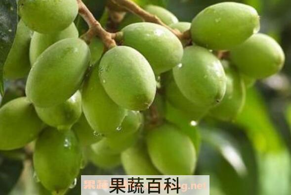 滇橄榄粉的功效与作用