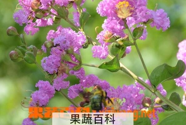 果蔬百科大花紫薇