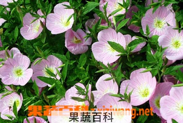 果蔬百科美丽月见草