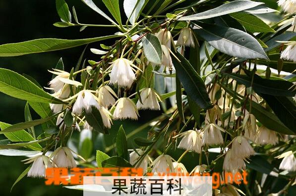 果蔬百科水石榕